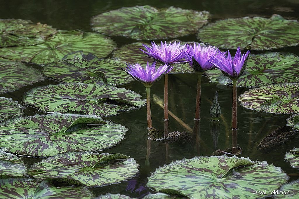 Summer Quartet