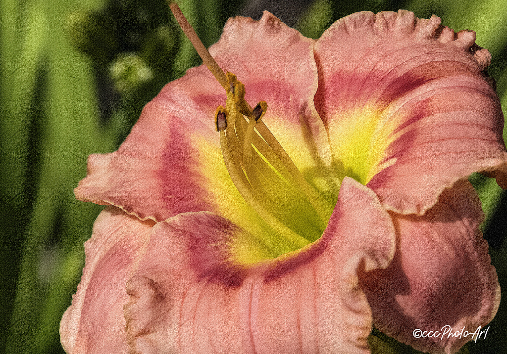 Beautiful Morning Lily - ID: 15729075 © Candice C. Calhoun