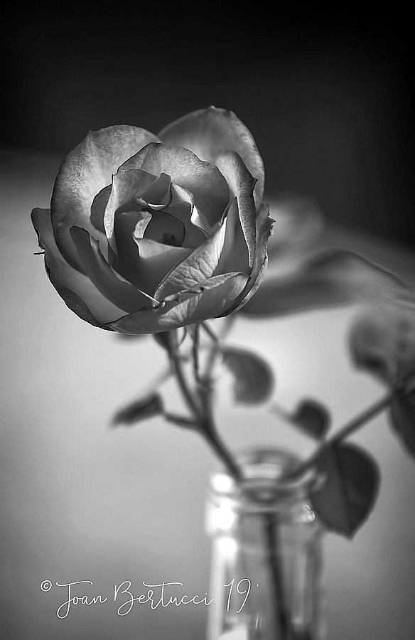 Rose in a Bottle B&W