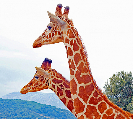A couple of giraffe.