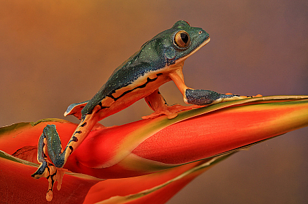 Tiger Frog on Bird of Paradise