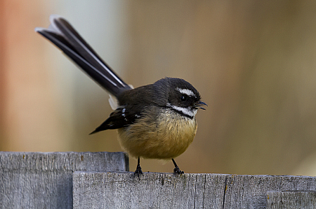 Friendly fantail