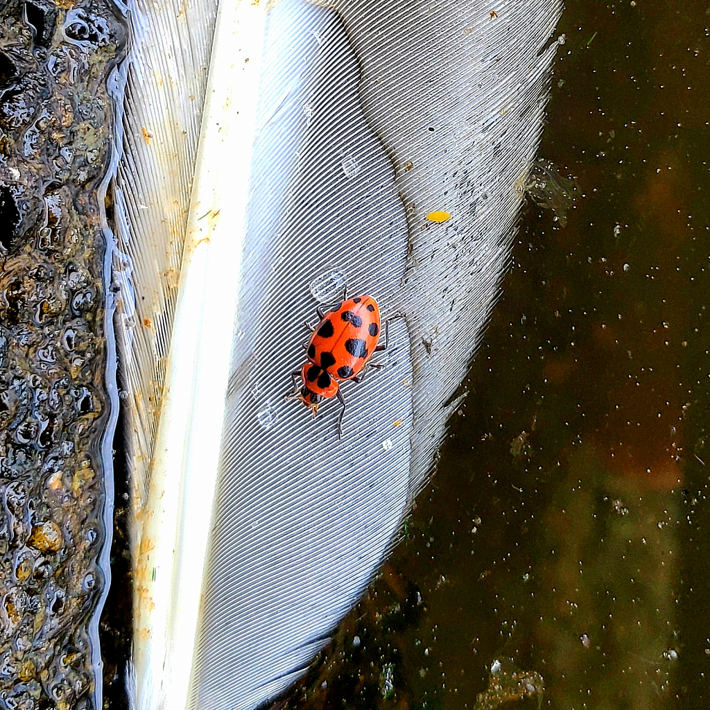 An insect seeking refuge on a bird feather.