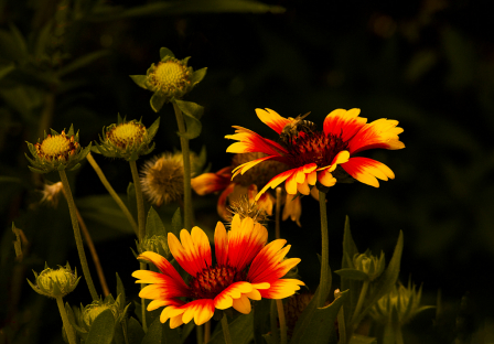 Gailardia in a Summer Garden