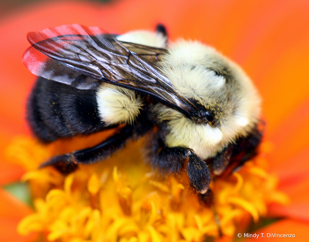 Bumblebee Wings