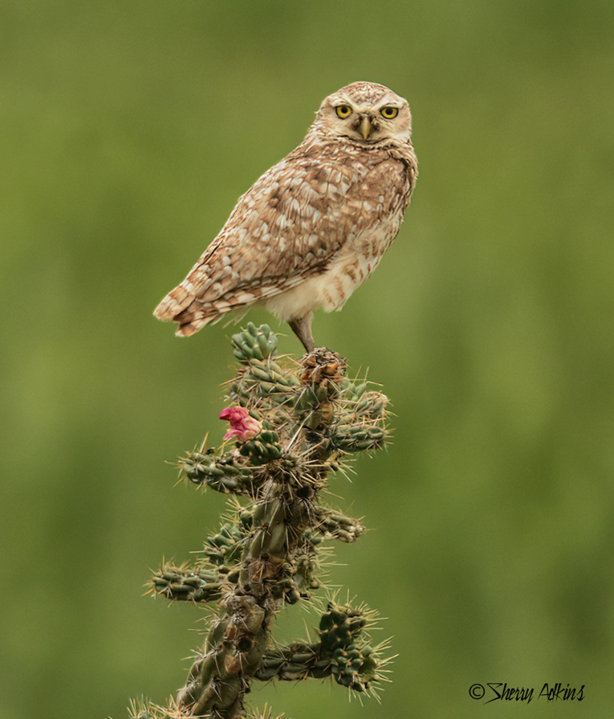 Burrowing Owl on cholla cactus - ID: 15729480 © Sherry Karr Adkins
