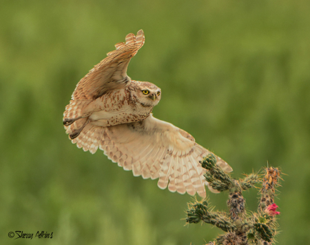 Burrowing Owl landing on Cholla Cactus