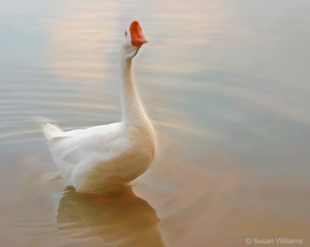 Chinese Goose