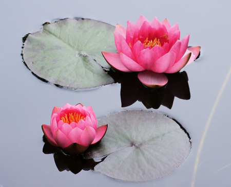 Pink water lily duo