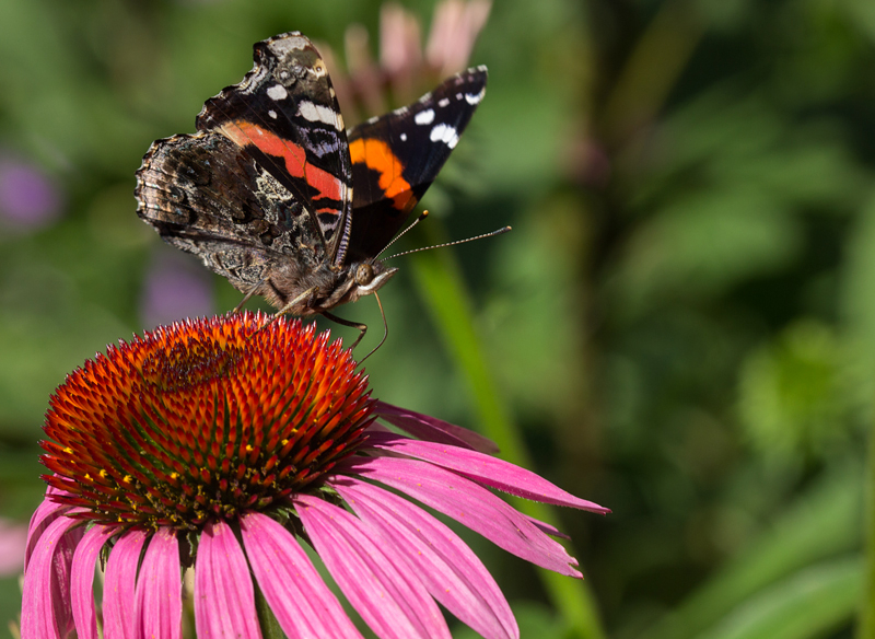 Red Admiral