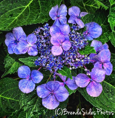 ~Purple Hydrangea~