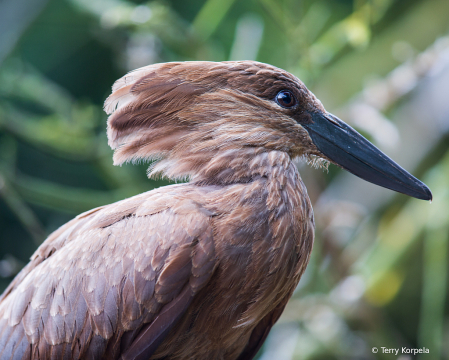 Hamerkop