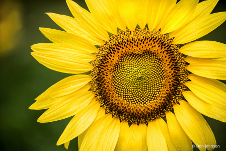 Sunflower Macro 7-7-19 395