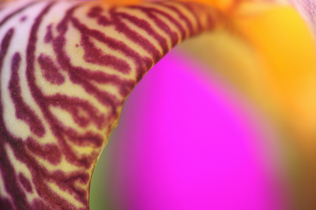 Iris colors and curves #1