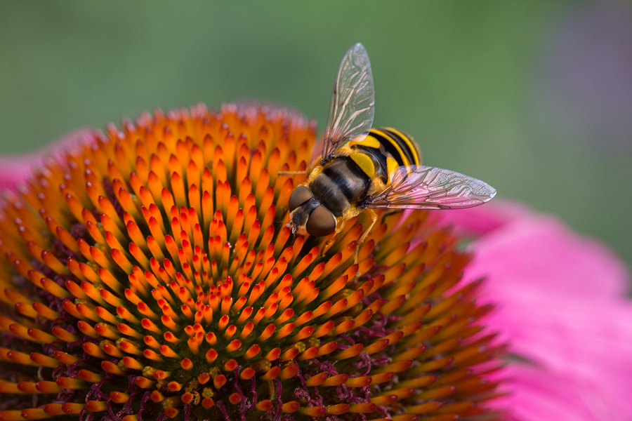 Hoverfly