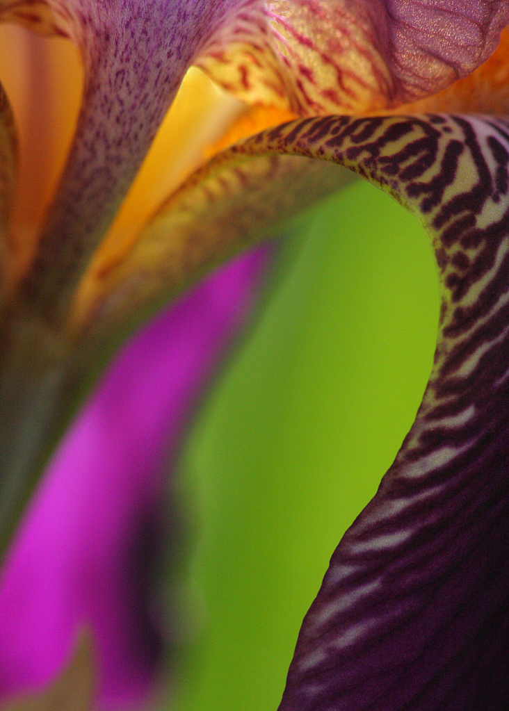 Iris colors and curves #2