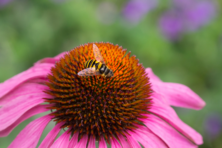 Hoverfly 2