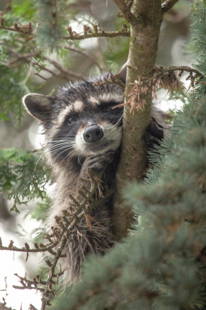 Raccoon Pondering