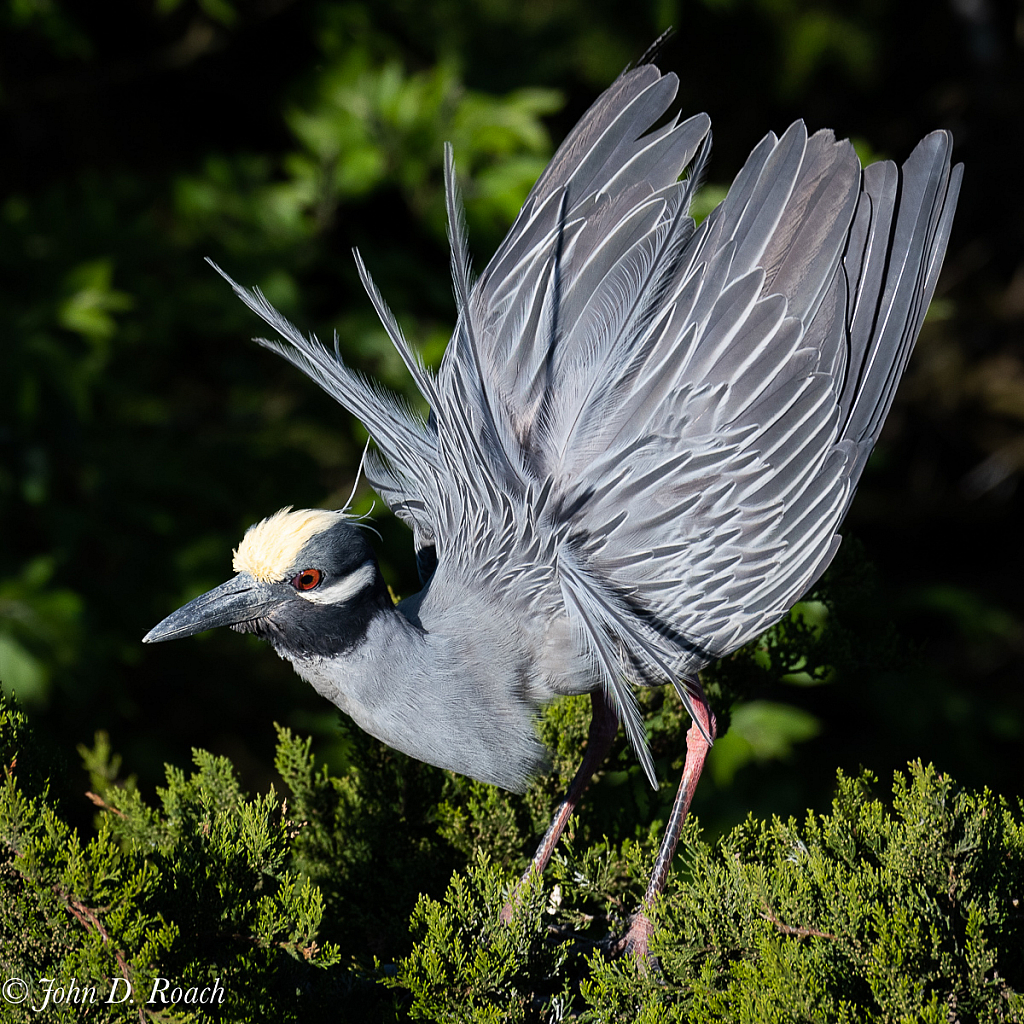 Ready to Fly - ID: 15729718 © John D. Roach