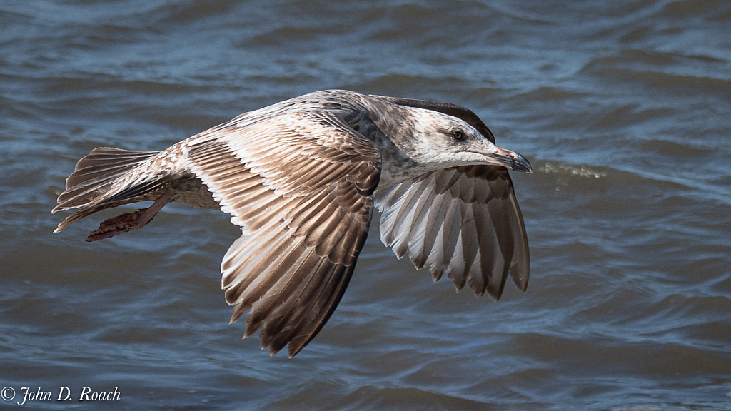 Gull in Great Light - ID: 15729719 © John D. Roach