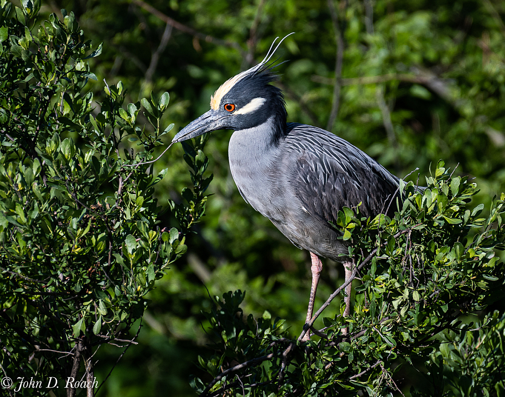 Alert Heron - ID: 15729720 © John D. Roach