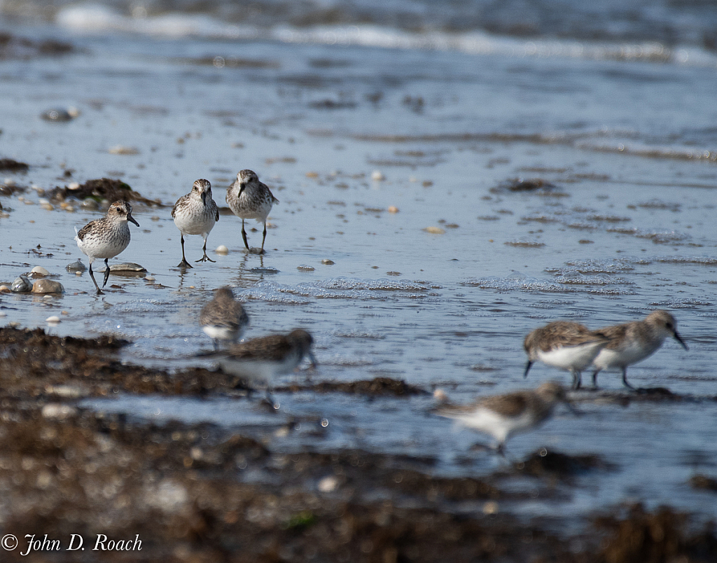 Three Amigos - ID: 15729721 © John D. Roach