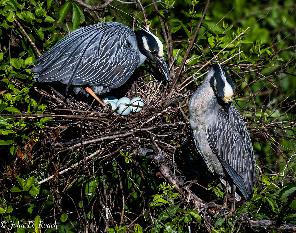 Nesting Heron - ID: 15729725 © John D. Roach