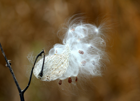 Fluffy Seedpods