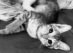 Bright Eyes
