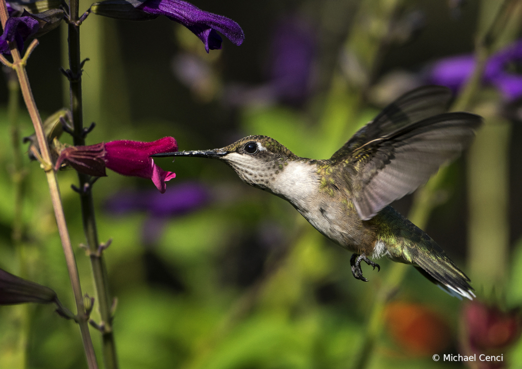 Hummingbird # 15