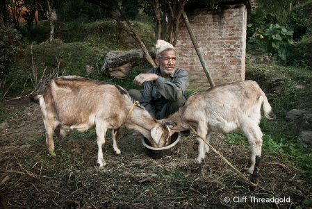 Tending the goats