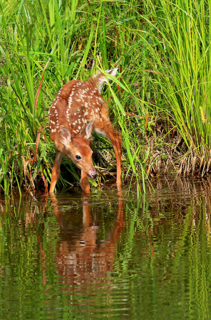 Fawn Reflection