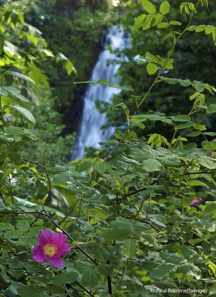 Flower and Waterfall