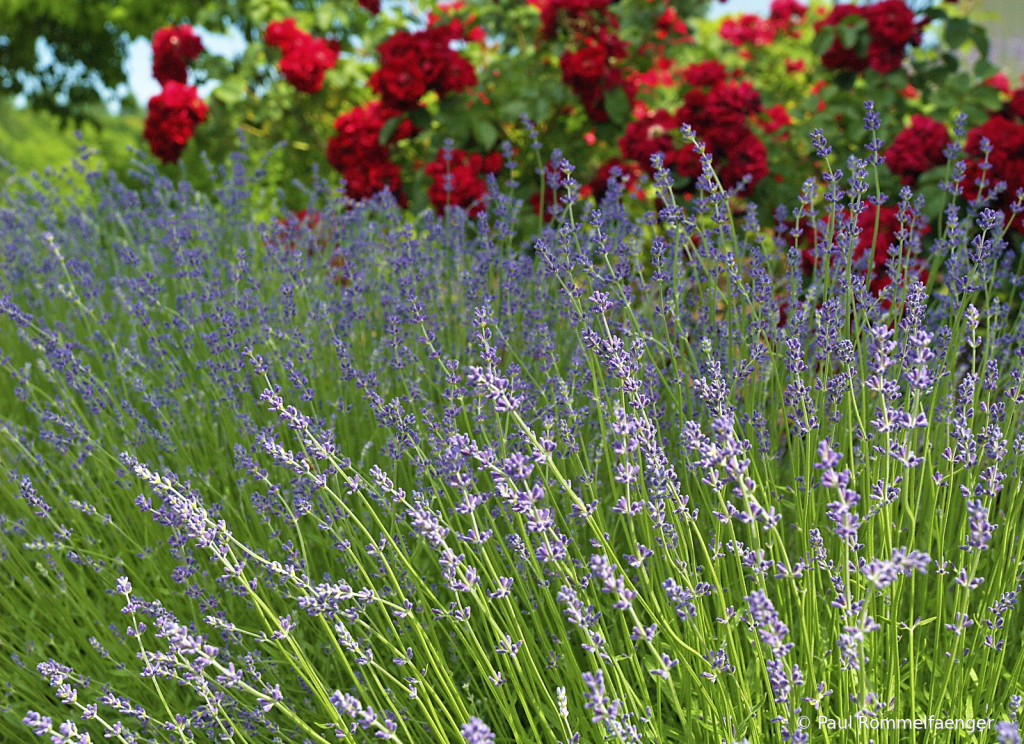 Lavender and Roses