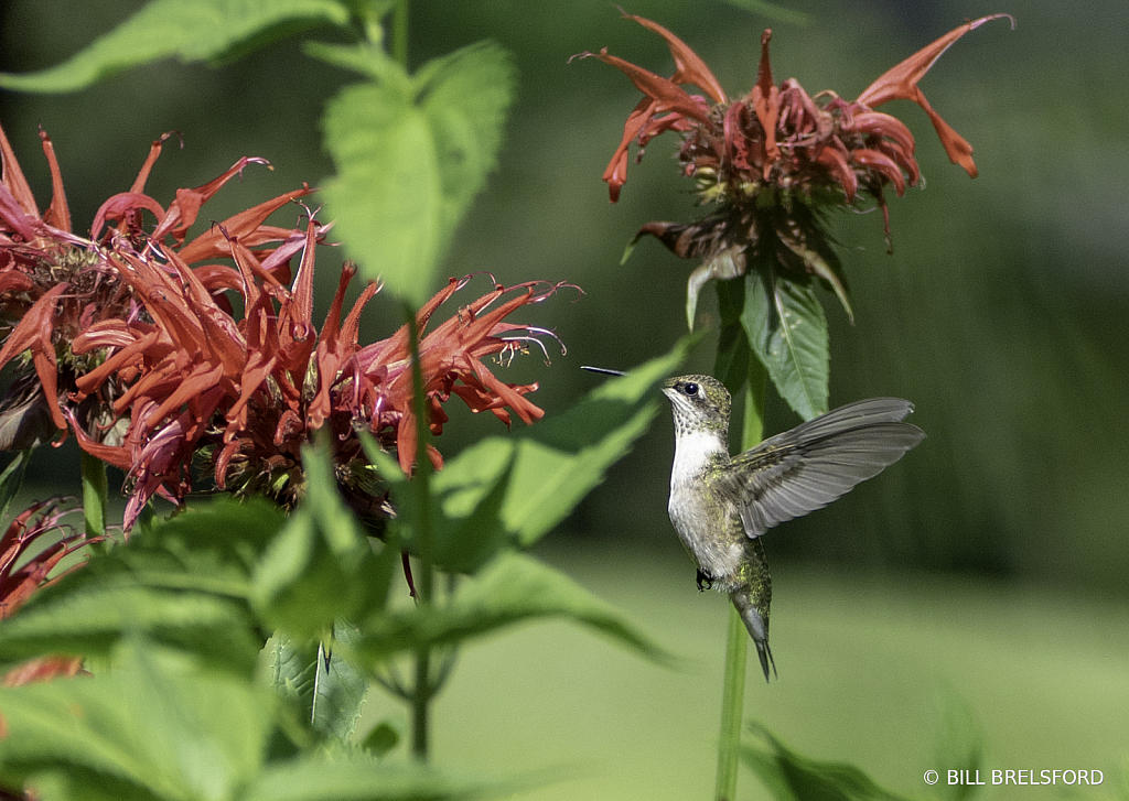 Humming Bird