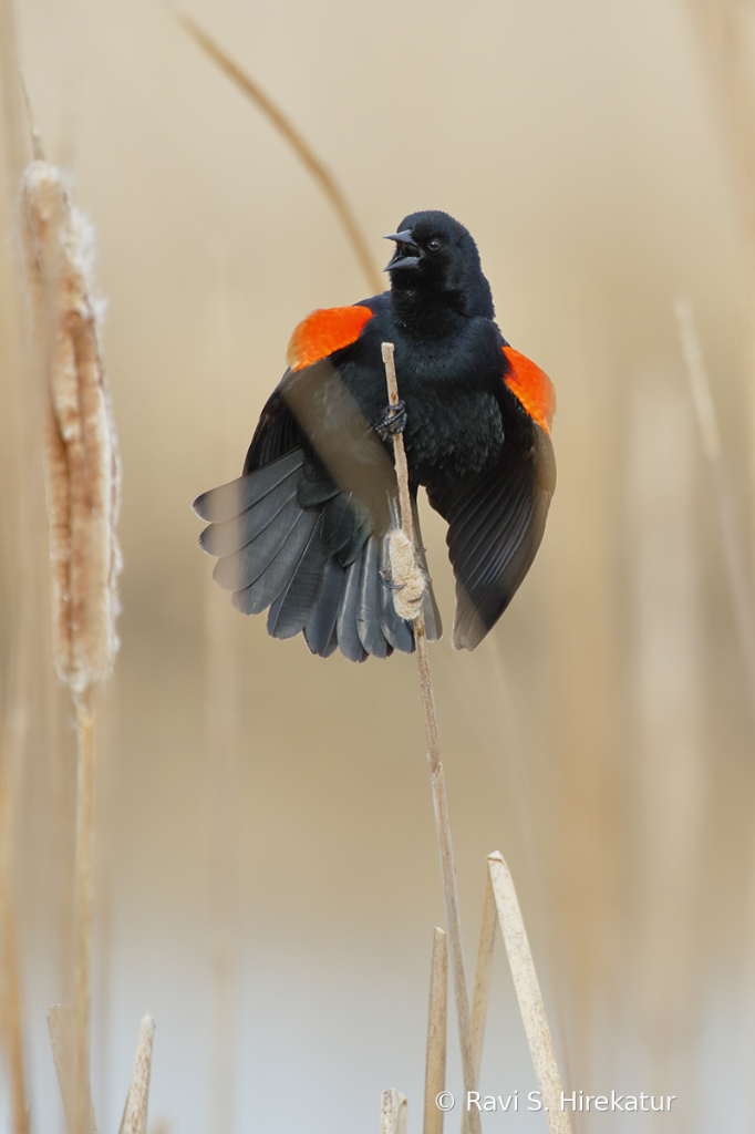 Red Winged Blacbird - ID: 15730065 © Ravi S. Hirekatur