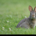 © Ravi S. Hirekatur PhotoID # 15730072: Rabbit