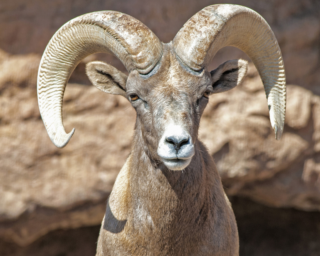 On the Rocks at  the Desert Museum - ID: 15730100 © William S. Briggs