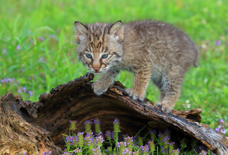 Baby Lynx on Log