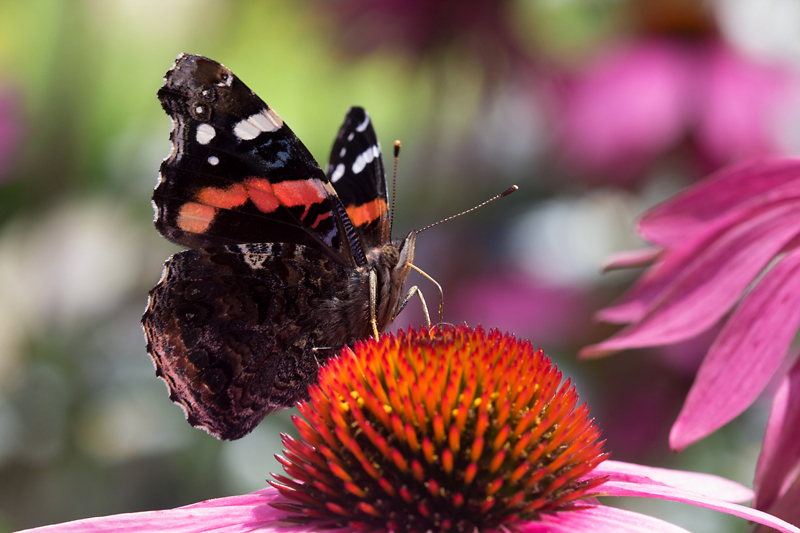 Red Admiral