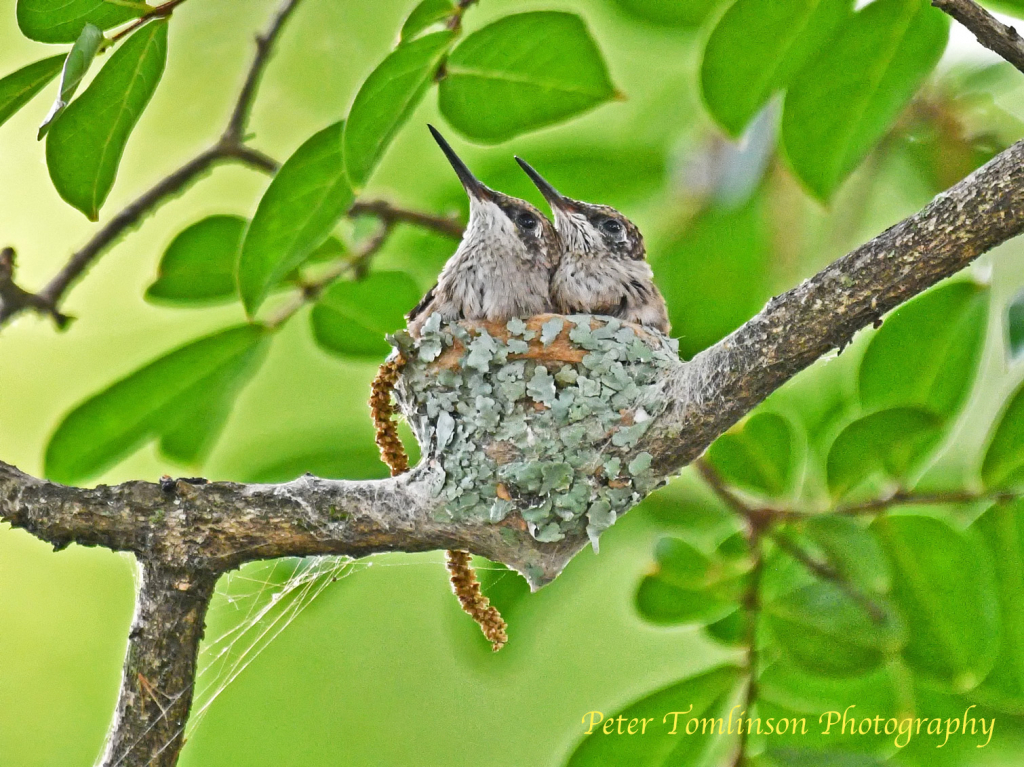 Hummingbird Chicks 2