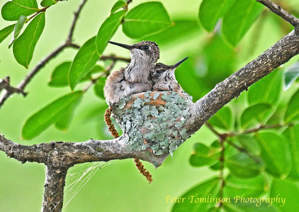 Hummingbird Chicks1