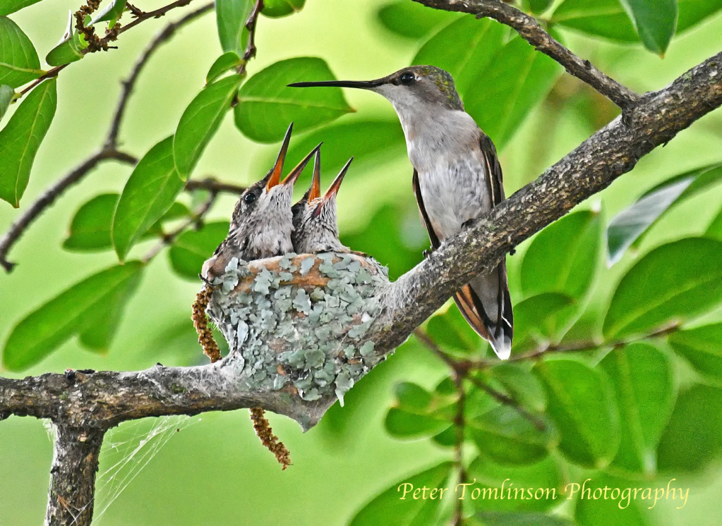 Hummingbird feeding chicks