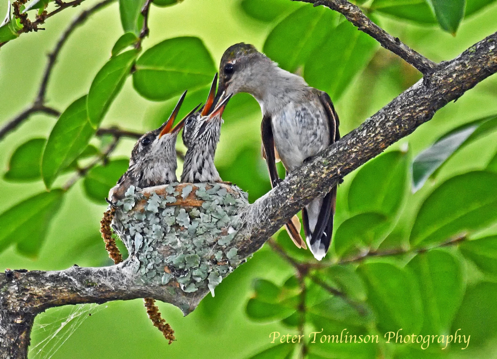 Hummingbird feeding chicks 2