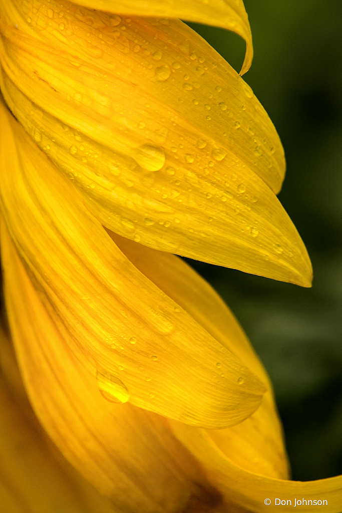 Sunflower Petals 7-7-19 105 - ID: 15730934 © Don Johnson