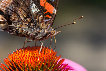 Red Admiral Closeup 2