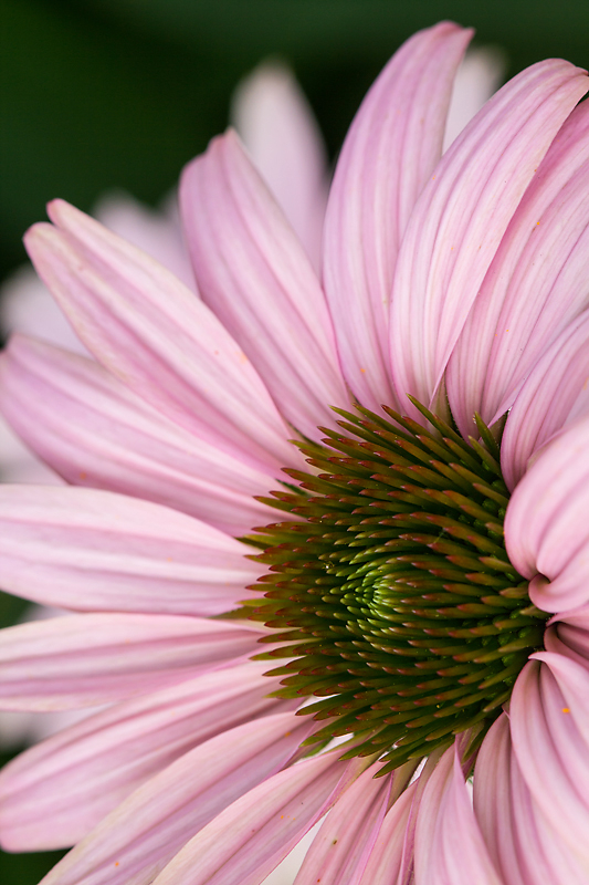 Purple Coneflower