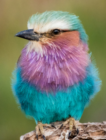 Lilac breasted Roller portrait