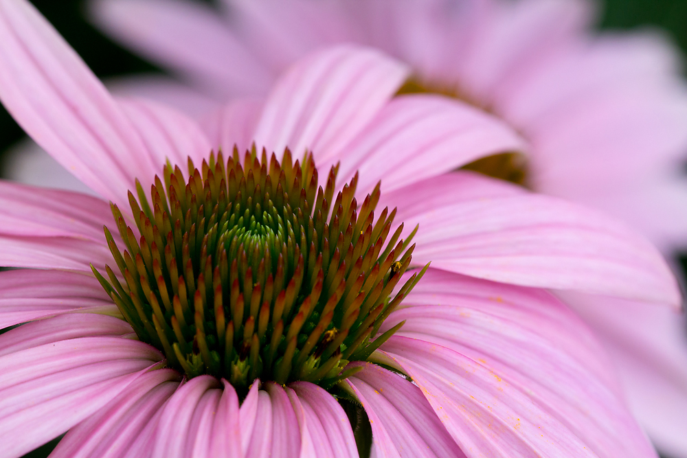 Purple Coneflower