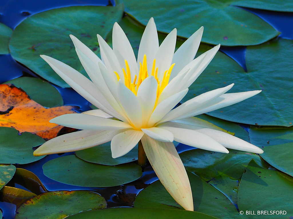 Water Lily